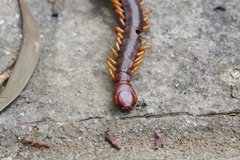 Scolopendra multidens