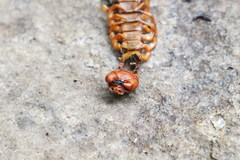 Scolopendra multidens