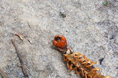 Scolopendra multidens
