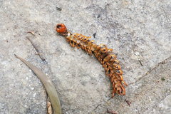 Scolopendra multidens
