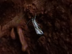 Odontiinae