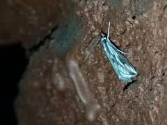 Odontiinae