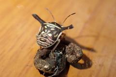 Alcimocoris coronatus