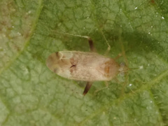 Compsidolon salicellum