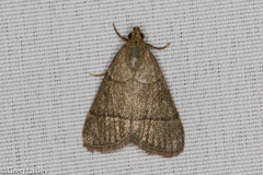 Hypsopygia nostralis
