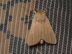 Mythimna pallens