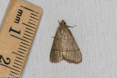 Hypsopygia nostralis