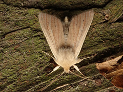 Mythimna pallens