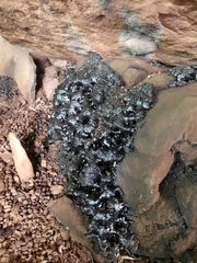 Procavia capensis capensis