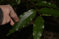 Cinnamomum virens