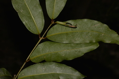 Cinnamomum virens