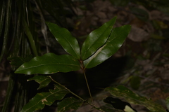 Cinnamomum virens
