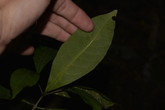 Tabernaemontana pandacaqui