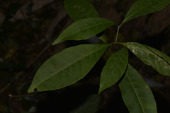 Tabernaemontana pandacaqui