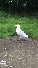Larus argentatus