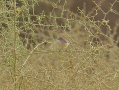 Eremomela icteropygialis