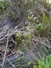 Epidendrum ibaguense