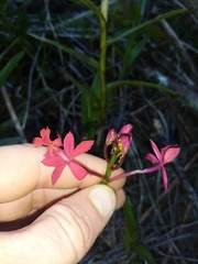 Epidendrum ibaguense
