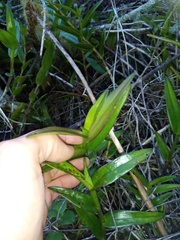 Epidendrum ibaguense