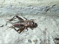 Loxoblemmus aomoriensis