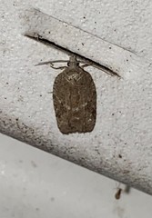 Acleris placidana