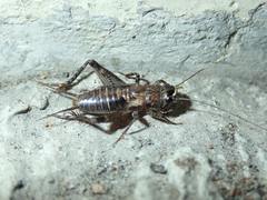 Loxoblemmus aomoriensis