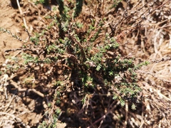 Pentzia globosa