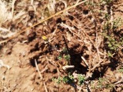 Pentzia globosa