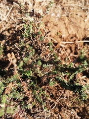 Pentzia globosa