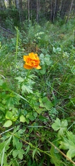 Trollius asiaticus