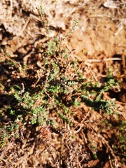 Pentzia globosa