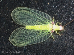 Chrysocerca formosana