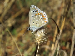 Polyommatus celina