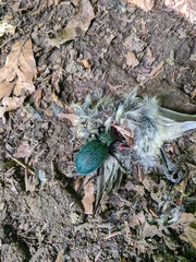 Carabus scabrosus tauricus