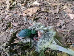 Carabus scabrosus tauricus