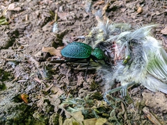 Carabus scabrosus tauricus