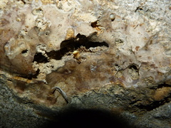 Lamprohiza mulsantii