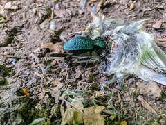 Carabus scabrosus tauricus