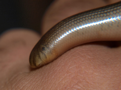 Afrotyphlops mucruso