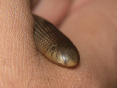 Afrotyphlops mucruso