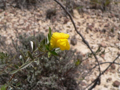 Pearsonia aristata