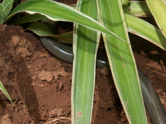 Afrotyphlops mucruso