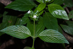 Pentas angustifolia