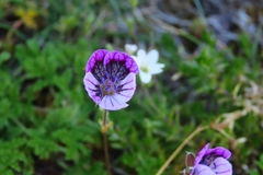 Erodium glandulosum