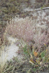 Lepidium cartilagineum