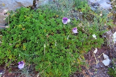 Erodium glandulosum