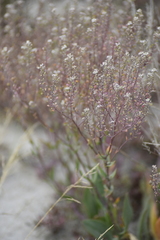Lepidium cartilagineum