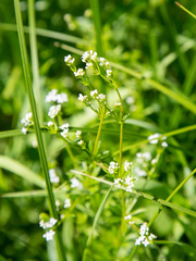 Galium rivale