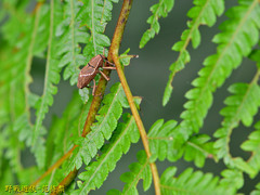 Cryptoderma formosense