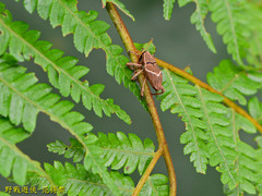 Cryptoderma formosense